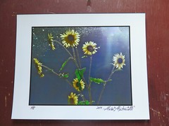 «Sunny Sunflowers» 8″ x 10″ Photograph by Moda Monterotti , Los Angeles, Ca.