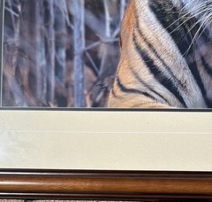 Thomas Mangelsen, Survivor–Bengal Tiger, Out of Print, Signed, Limited Edition