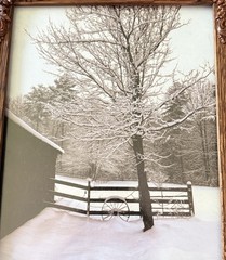Original photograph, ‘Winter Maple’ by Serene Scenes in Maine, 8×10