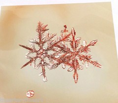 MIKE & DOUG STARN TWINS ‘Sno7.1_003 (Snowflake)’, 2005 SIGNED Photograph **NEW**