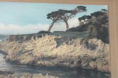 Lg J.M. Garrison Tinted Oil Color Photo Ostrich Tree Monterey 23″x 13.5” VGC