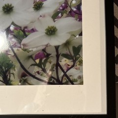 Nature photograph framed. color photograph, flowers, framed and matted. Dogwood