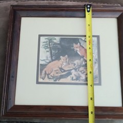 Framed 1969 Gene Gray Print American Red Fox Family