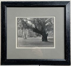 Antique William DASSONVILLE of San Francisco Photograph Monterey CA Oak Trees