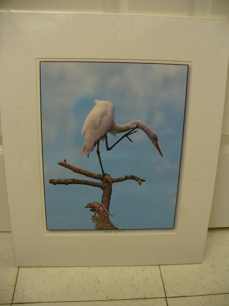 MATTED PHOTOGRAPHY Paynes Prairie White Egret 3 16×20 Dominick Martino