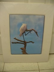 MATTED PHOTOGRAPHY Paynes Prairie White Egret 3 16×20 Dominick Martino