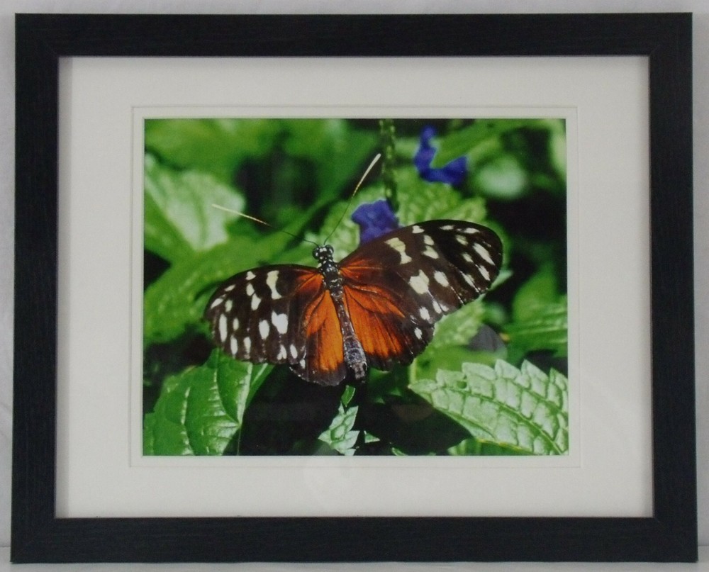 Red Lacewing Butterfly Photographic Print, Framed, Double Matted, 11″ x 44″