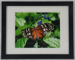 Red Lacewing Butterfly Photographic Print, Framed, Double Matted, 11″ x 44″