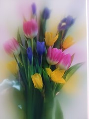 Iris Tulip Daffodil Signed Photo In Mat Soft Focus 12×9 Inches