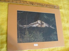 2 for 1-OWLS 16″x12″ matt; 11 3/8″x8 1/2″ Sitting on tree-other in flight $1 OFF