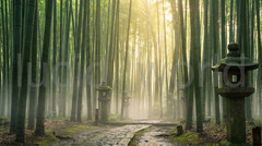 Bamboo Forest Fog Digital Landscape Arashiyama Japan Nature Photography Art File