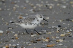 Sanderling Photo, Pick One Image – Various Sizes