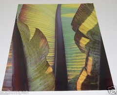 BEAUTIFUL 18″ x 12″ Photo Photograph Print BO BIXLER San Francisco Nature Plant