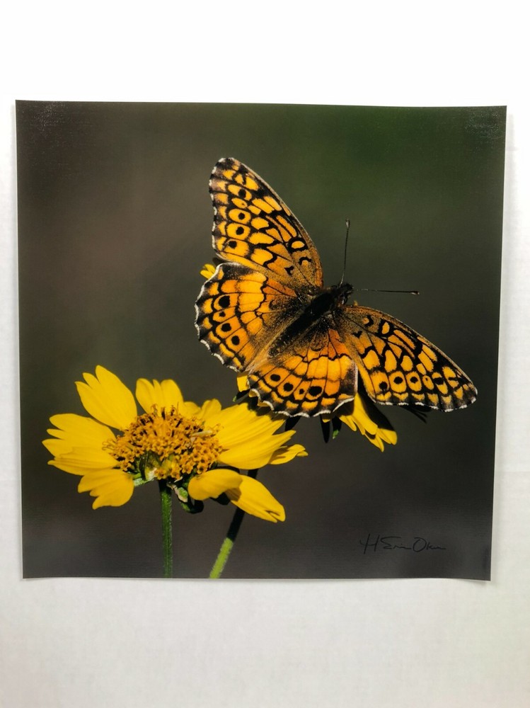 H Eric Olsen Monarch Butterfly Texas Wildlife Art Photo Print