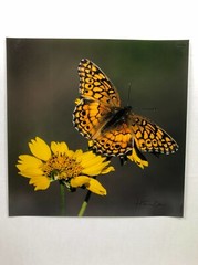 H Eric Olsen Monarch Butterfly Texas Wildlife Art Photo Print