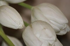 PHOTO ART KATHY KAFKA Flower White Tulips 8×10 Gallery wall photography picture