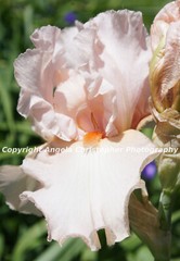 Original ACEO 2.5 x 3.5 inch photo fine art print PEACH IRIS flower pale floral