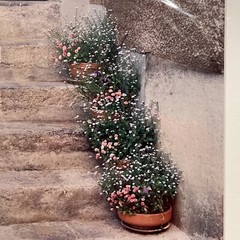 Nancy Ross-Ruddick Original Photograph Signed Matted Purple Pansies Aigle, Switz