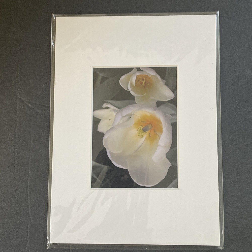 Flowers Photography by: “Muggs” Margolis Framable Art 5 X 7