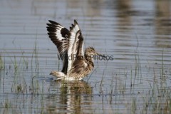 Willet Photo, Pick One Image – Various Sizes