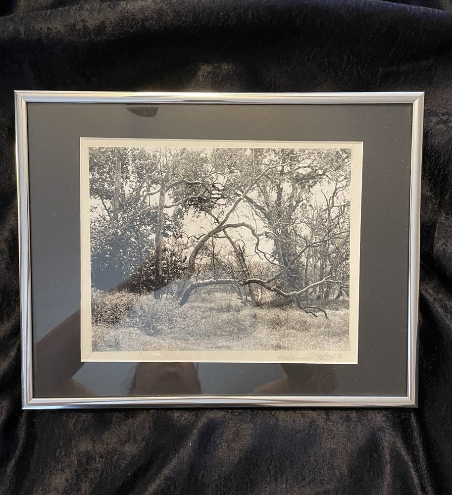 Vintage hand signed original photograph Sycamore Grove Livermore, CA 1996 14×11