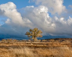 Photography Art Print with Frame of Grassy Wetlands Nature with Cottonwood Tree