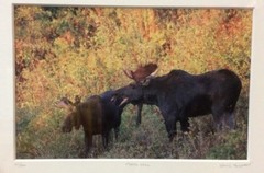 Moose Call Photo Signed Framed & Numbered 30/500 Willie Holdman FoundArtShop