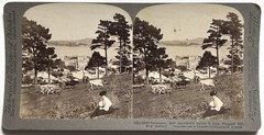 New Zealand Devonport Auckland 1908 Photo Stereo Vintage Citrate