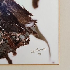 Vtg 1981 Framed Art Photograph Hummingbird Bird Nest Artist Signed Ed Brown OOAK