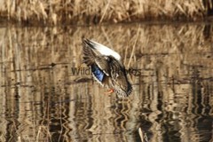 Mallard Duck Photo 1, Pick One Image – Various Sizes