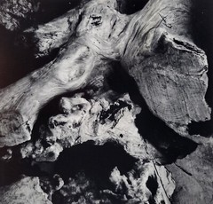 Richard Garrod, gelatin silver print, 5″x5.5″ image on an 8″x10″ board