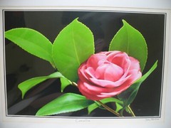 MATTED PHOTOGRAPHY Camellia By Dom Martino 20x16in Color Landscape