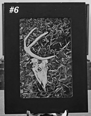 Framed Vulture Culture Photography: Pennsylvania Roadkill & Bones