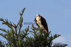 Osprey Photo, Pick One Image – Various Sizes