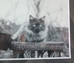FRAMED BLACK & WHITE PHOTOGRAPH PHOTO PICTURE * WOMAN & KITTY CAT * 12 X 14 IN.