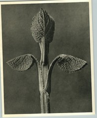 1942 Original BOTANICAL PLANT Unfolding Leaf Flower Photo Art KARL BLOSSFELDT