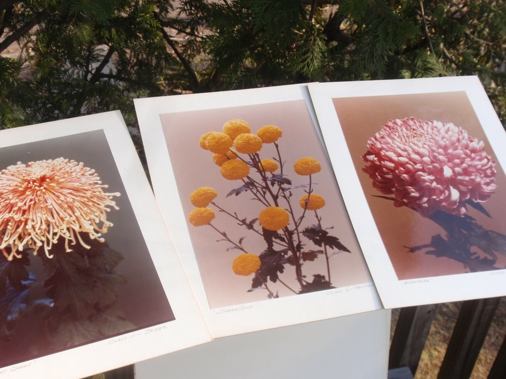 LOT 3 ORIGINAL COLOR PHOTOGRAPHS OF PLANTS FLOWERS SPECIES 14.5 X 10.25 INCHES