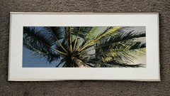 Vintage 1994 Robin L White Signed Palm Tree Tropical 23½»x10⅞»Framed Photo