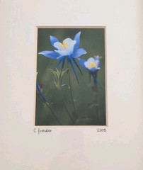 Framed Fine Photography C. Firnhaber Blue Columbine Flower Signed Wall Art 14×16