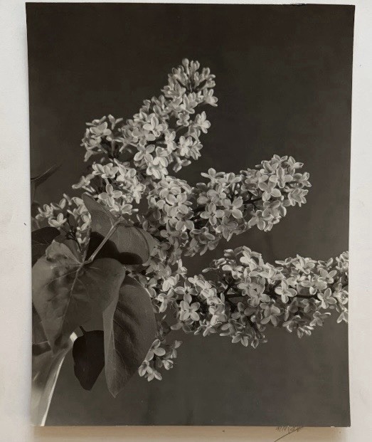 Vtg 40s Black & White Floral Still Flowering Branches Life Photograph Signed NYC