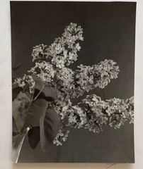 Vtg 40s Black & White Floral Still Flowering Branches Life Photograph Signed NYC