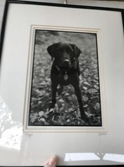 Maggie S Bokos Signed Black Lab Framed Dog Photography 12 3/4″ x 15 1/2″