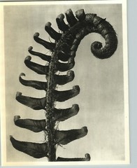 1942 Original BOTANICAL Sword Fern PLANT Flower Photo Art KARL BLOSSFELDT