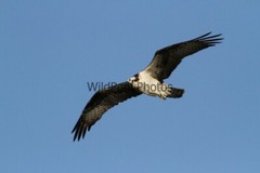 Osprey Photo 1, Pick One Image – Various Sizes