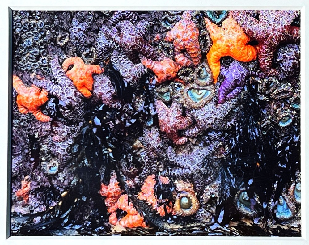 RODNEY LOUGH JR ORIG FRAMED GICLEE PHOTOGRAPH POINT REYES CALIFORNIA TIDE POOLS