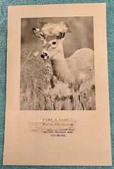 Framed Wildlife Photography “Porcupine In Snow W/Antler” Titled “Tina Turner”