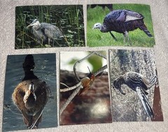 105 Nature Art Photographs 6×4” & 5.25 x4” Vibrant Colorful & 4 Post Cards