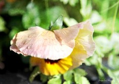 Yellow Poppy Flower Raindrop Home Decor, Wall Art, Bathroom Bedroom Photography