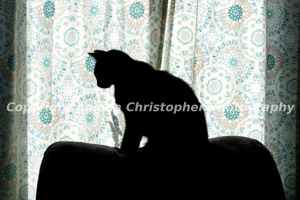 Original 2.5 x 3.5 inches ACEO photo art print BLACK CAT SILHOUETTE Halloween 
