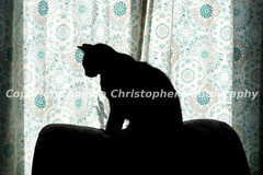Original 2.5 x 3.5 inches ACEO photo art print BLACK CAT SILHOUETTE Halloween 